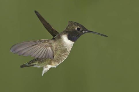 Black-chinned Hummingbird (Archilochus alexandri), Canada