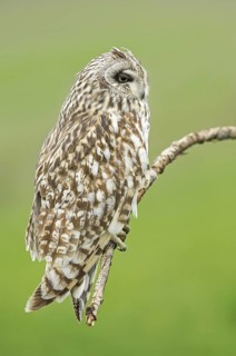 Short-eared Owl (Asio flammeus) perched on a branch, Emilia-Romagna, Italy