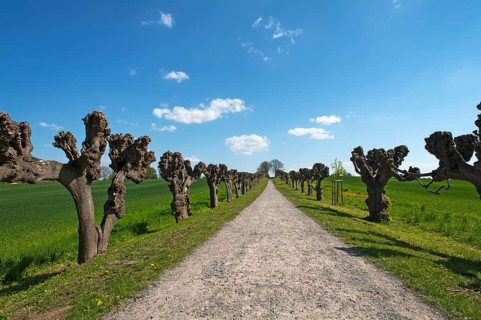 Trimmed festoon avenue of Tilia × europaea linden (Tilia × europaea), at Bothmar Castle, Klütz,