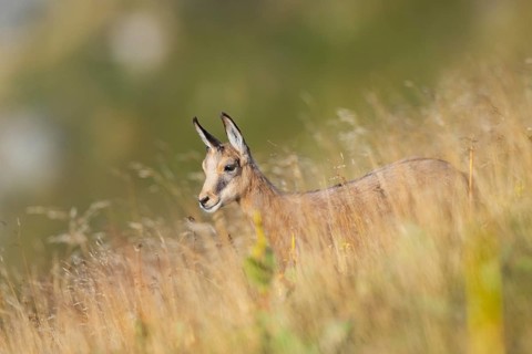 Chamois (Rupicapra rupicapra) youngster on a meadow in the Vosges Mountains, wildlife, France
