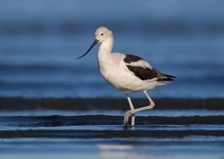 American Avocet (Recurvirostra americana) female, California, USA