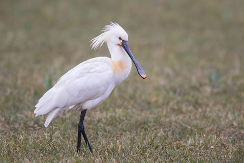 Eurasian Spoonbill (Platalea leucorodia), Netherlands