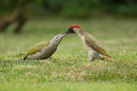 Green woodpecker (Picus viridis) adult bird feeding a juvenile young bird two birds on a garden