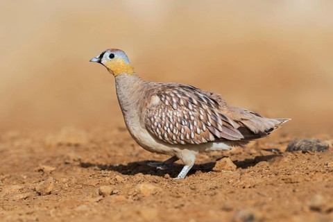 Crowned Sandgrouse (Pterocles coronatus) male, Negev, Israel