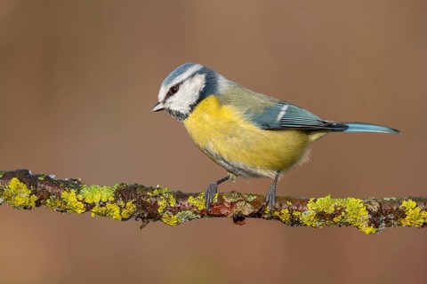 Eurasian Blue Tit (Cyanistes caeruleus) perched on a branch, Lower Saxony, Germany