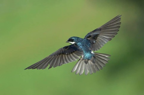 Tree Swallow (Tachycineta bicolor) flying, Colorado, USA