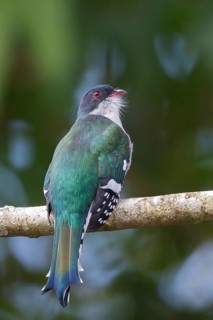 Cuban Trogon (Priotelus temnurus) perched on a branch in Cuba