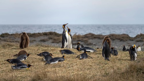 King penguins (Aptenodytes patagonicus), colony with adult birds and brown chicks on grassy area on