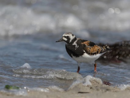 Ruddy Turnstone (Arenaria interpres), Schleswig-Holstein, Germany