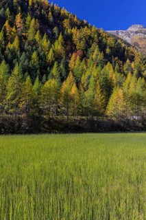 Little pond of the Malta river with a mountain forest in fall foliage on a bright sunny morning.