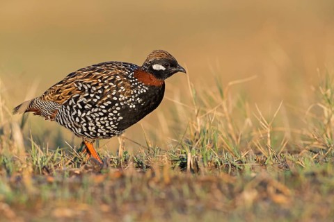 Halsbandfrankolin, Black Francolin, Black Partridge, Francolinus francolinus, Francolin noir,