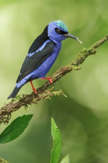 Red-legged Honeycreeper (Cyanerpes cyaneus) perched on a branch in Costa Rica