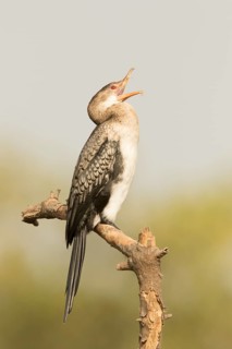 Reed Cormorant (Microcarbo africanus), Gambia
