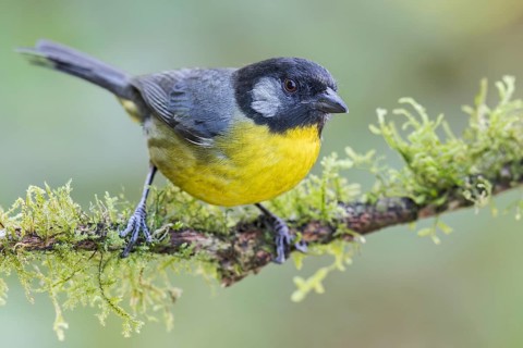 Santa Marta Mountain Tanager (Anisognathus melanogenys) perched on a branch in Colombia, South