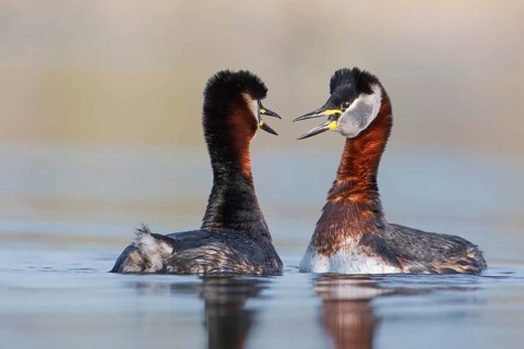 Red-necked Grebe (Podiceps grisegena) pair displaying, Saxony-Anhalt, Germany