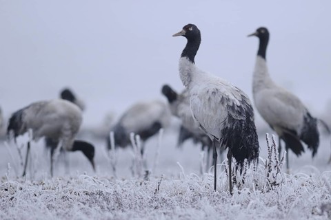 Black-necked Crane (Grus nigricollis), Dashanbo, China