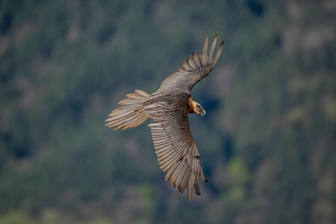 Bearded vulture (Gypeatus barbatus), in flight, Pyrenees, Spain