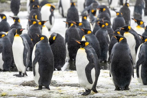 King penguins (Aptenodytes patagonicus), colony of adults during snowfall, Salisbury Plain, South