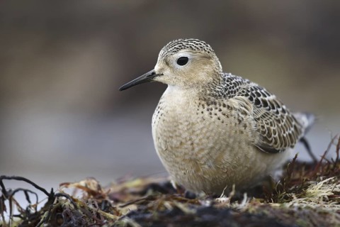 Buff-breasted Sandpiper (Calidris subruficollis), Asturias, Spain