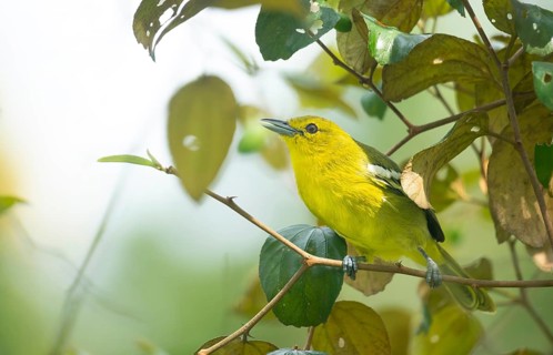 Common Iora (Aegithina tiphia) sitting on a tree branch, Gazipur, Bangladesh