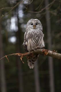 One Ural owl (Strix uralensis) sitting on a branch of a tree in a forest