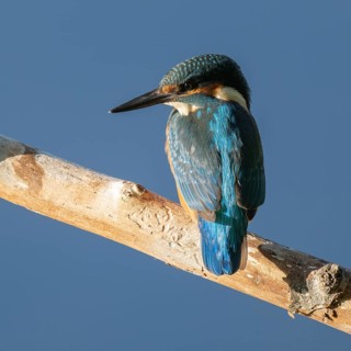 Kingfisher (Alcedo atthis) sitting on an old branch, perch and looking for prey, blue water behind,