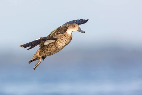 Grey Teal (Anas gracilis) flying, Victoria, Australia