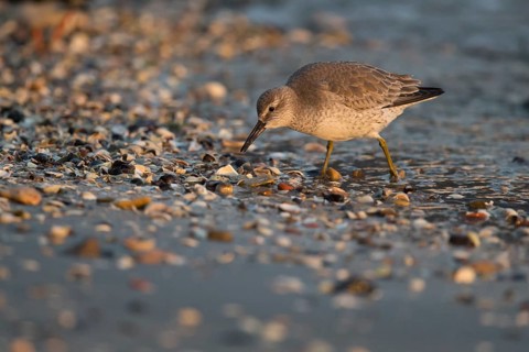 Red Knot (Calidris canutus) juvenile foraging at shoreline, Vlieland, Netherlands