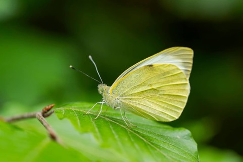 Common brimstone (Gonepteryx rhamni) butterfly sitting on a leaf, Upper Palatinate, Bavaria,