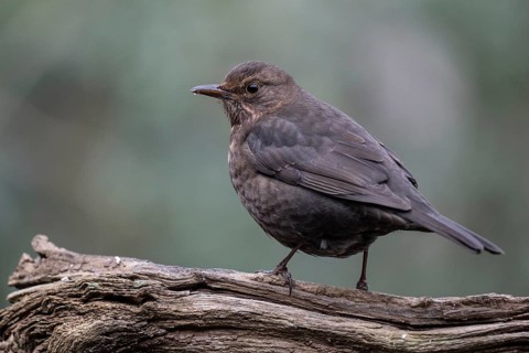 Blackbird (Turdus merula), Emsland, Lower Saxony, Germany