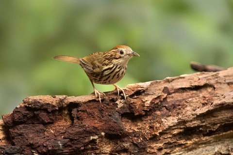 Puff-throated Babbler (Pellorneum ruficeps shanense), Yunnan, China