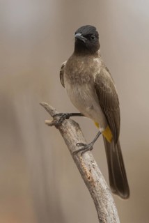 Common Bulbul (Pycnonotus barbatus), Hwange, Zimbabwe