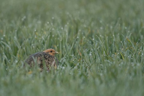 Grey Partridge (Perdix perdix) perched in field, North Rhine-Westphalia, Germany