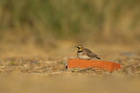 Shore lark or Horned lark (Eremophila alpestris) adult bird resting on a brick on a beach, Suffolk,
