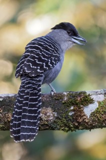 Giant Antshrike (Batara cinerea) perched on a branch in the Atlantic rainforest of southeast Brazil