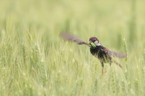 Spanish Sparrow (Passer hispaniolensis) male flying, Bulgaria