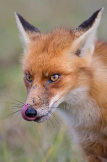 Red Fox (Vulpes vulpes) adult licks his lips, Netherlands