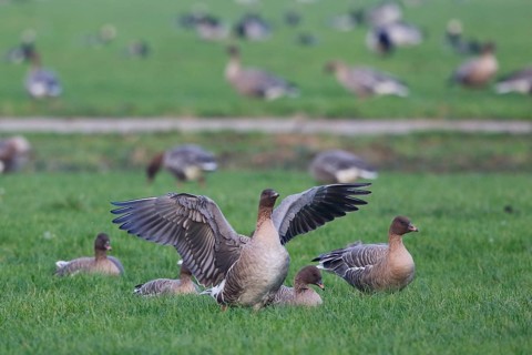 Pink-footed Goose (Anser brachyrhynchus), Netherlands