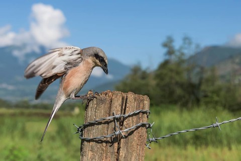 Red-backed Shrike (Lanius collurio) male landing on a post, Aosta Valley, Italy