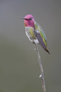 Anna's Hummingbird (Calypte anna), British Columbia, Canada