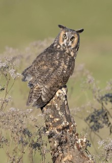 Long-eared Owl (Asio otus), Texas, USA