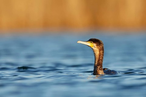 Great Cormorant (Phalacrocorax carbo), Spain