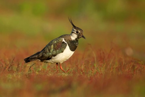 Northern lapwing (Vanellus vanellus) adult wading bird on red flowers in grassland, RSPB Minsmere