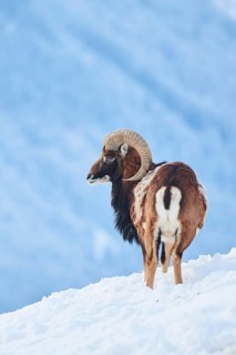 European mouflon (Ovis aries musimon) ram on a snowy meadow in the mountains in tirol, Kitzbühel,