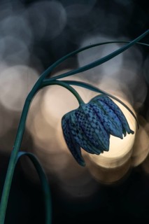 Snake's Head Fritillary (Fritillaria meleagris), Emsland, Lower Saxony, Germany