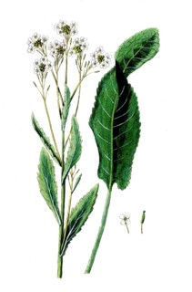 Cochlearia armoracia, horseradish, digital reproduction of a historical original, between 1790 and