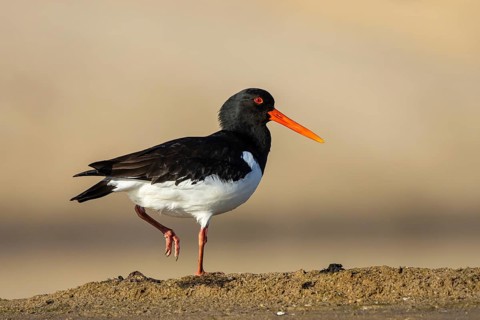 Eurasian Oystercatcher (Haematopus ostralegus), North Rhine-Westphalia, Germany