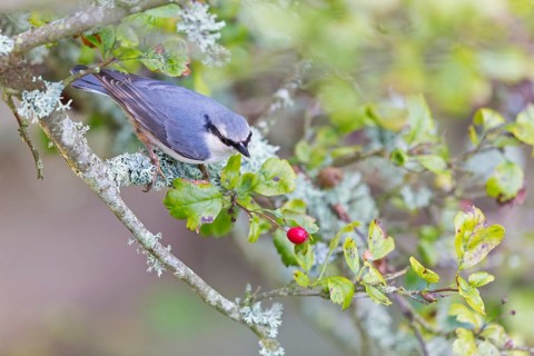 Kleiber, Nuthatch, Wood Nuthatch, Eurasian Nuthatch, Sitta europaea, Sittelle torchepot, Trepador