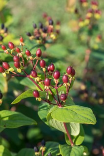 St John's wort (Hypericum × inodorum 'Excellent Flair'), Saxon State Office for the Environment,