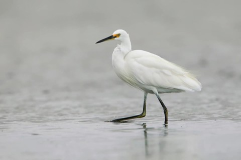 Little Egret (Egretta garzetta) foraging, Victoria, Australia